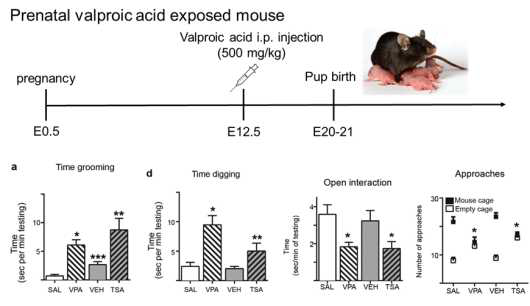 Valproic acid 모체 주입을 통한 자폐증 모델 동물의 유도 프로토콜 및 기 존 연구 결과 (Moldrich et al., 2013)