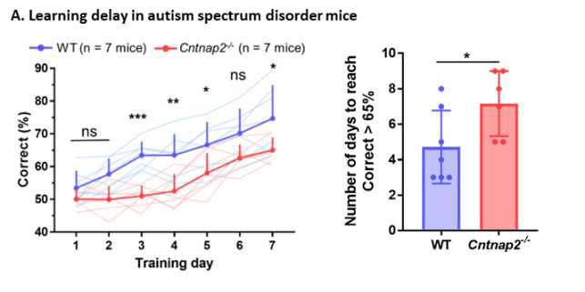 자폐 스펙트럼 장애 생쥐의 학습 장애 연구