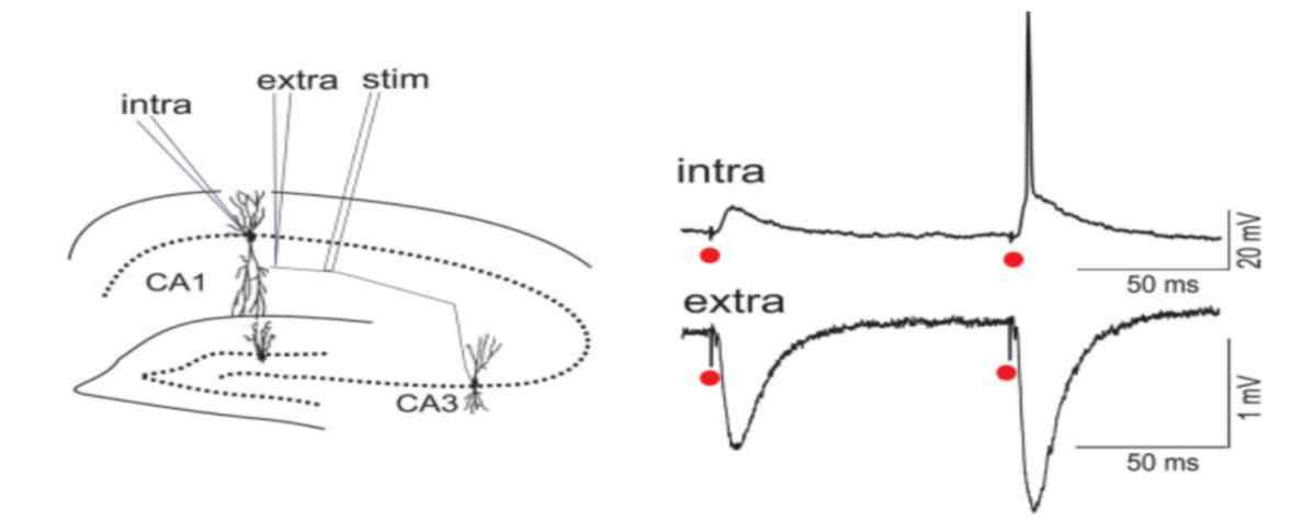 Intra-cellular와 extra-cellular 신호의 차이점