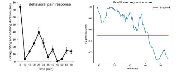Formalin injection으로 인해 발현한 시간별 특이행동 (핥기, 깨물기, 떨기) 그 래프와 시간별 고통예측 모델의 regression 점수 그래프의 비교