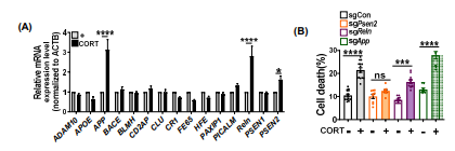 CORT에 의한 치매 연관유전자 발현 및 PSEN2, Reln, APP knockout에 의 한 세포사멸