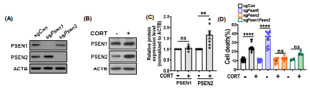 CORT에 의해 유도된 성체 해마신경줄기세포의 자가포식 세포사멸에 대한 PSEN1,2 KO의 영향