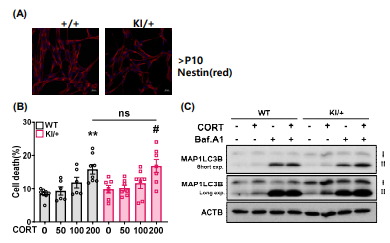 PSEN2 N141I KI 마우스 성체해마신경줄기세포 자가포식 세포사멸 확인