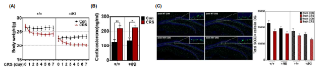 스트레스에 의한 PSEN2 N141I KI 마우스의 해마 신경줄기세포 및 행동분석 변화