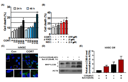 Cortisol에 의한 역분화 유도만능 신경줄기세포의 자가포식 세포사멸