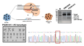 CRISPR/Cas9 유전자 가위를 이용한 PS2N141I 돌연변이 유 도만능 줄기세포 제작 전략 및 핵형 분석, 돌연변이 확인을 위한 sanger 염기서열 확인