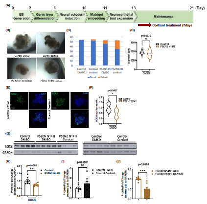 PSEN2 N141I 변이 뇌 오가노이드 모델에서의 신경줄기세포 사멸 및 스트레스 취약성 증가 확인