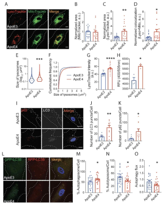 ApoE4 성상교세포에서 lysosome 및 autophagy 기능 이상 확인