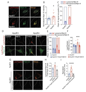 ApoE4 성상교세포의 lysosome 내 콜레스테롤 축적 확인 및 콜레스테롤 완화 조건 확립