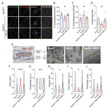 ApoE4 성상교세포의 lysosome 내 콜레스테롤 축적 완화에 의한 autophagy 및 미토콘드리아 항상성 회복 확인