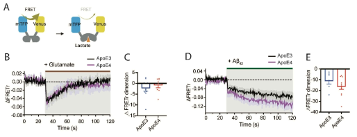 실시간 lactate 생성량 측정을 통한 ApoE4 성상교세포의 신경전달물질 및 아밀로이드 베타에 대한 lactate 생성 경향 변화 양상 탐색