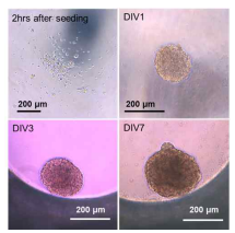 Spherical cortical 오가노이드의 시 간에 따른 배양 결과. Seeding 2시간 후 및 1, 3, 그리고 7 day in vitro (DIV)의 광학이미지 사진