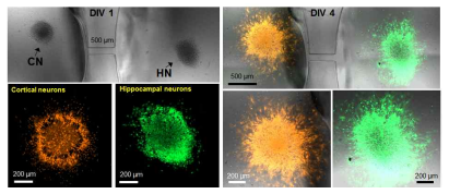 미세유채채널로 연결된 칩 내 cortical(CN)과 hippocampal(HN) spherical 오가노이드 배양 결과 (CellTracker Orange (CMRA), CellTracker Green (CMFDA))