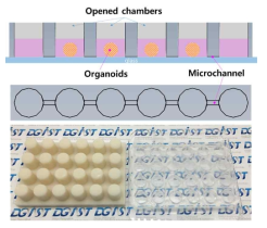 다중 오가노이드 배양을 위한 multi-organoid-on-a-chip 디자인 및 제작 사진