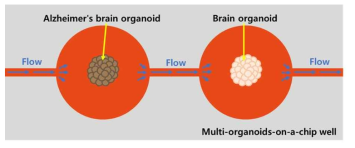 Multi-organoids-on-a-chip well 실험 조건