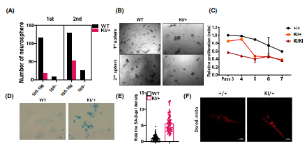 5 PSEN2 N141I 마우스 성체해마신경줄기세포에서의 줄기능 감소 및 노화 마커 증가