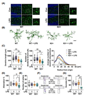 PSEN2 N141I KI 마우스의 LPS에 의한 미세아교세포의 과도한 면역반응 및 기억력 감소