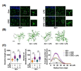 클로르프로마진 처리 후, PSEN2 N141I KI 마우스 에서 LPS에 의한 감소된 미세아교세포의 dendrite 길이 및 가지수 회복