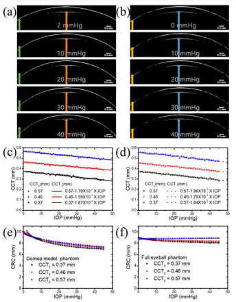 The OCT images of the fixed-cornea eye phantom (a) and the continuous eye phantom (b) observed with change in applied pressure. The  of the two phantoms is 0.37 mm. The scale bar is 0.5 mm. Arrows of the same color is the same size. The change of the CCT (c) and the CRC (e) in the fixed-cornea eye phantom and the fully continuous eye phantom (d), (f) with the change of the applied pressure