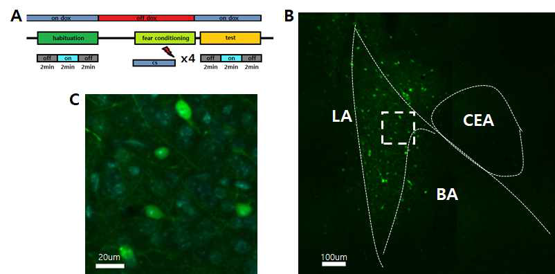 c-fos tTA 유전자 변형 마우스와 Tet-Off 시스템을 함께 사용하여 편도체의 측핵에서 공포조건화 학습에 의해 활성화 된 세포를 표지함.