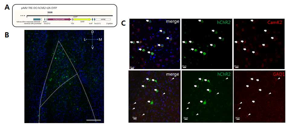 세포 종류 제한적 신경활성 의존적 표지 및 유전자 발현 시스템. c-fos tTA x Vgat-Cre 이중 유전자 변형 마우스와 Cre-lox 시스템을 함께 사용하여 편도체 측핵에서 공포조건화 학습에 의해 활성화 된 흥분성 신경세포만 특이적으로 표지하고 채널로돕신-EYFP를 발현시킴.