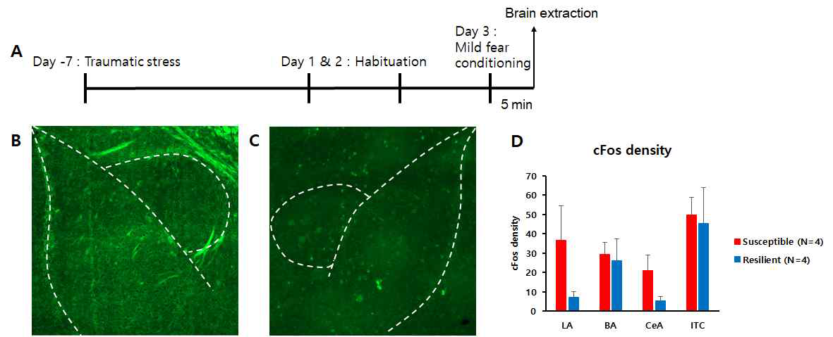 Stress-induced 마우스 모델을 이용한 스트레스에 취약한 마우스 그룹과 스트레스에 저항성이 있는 마우스 그룹 간의 c-fos mRNA 발현정도 비교.