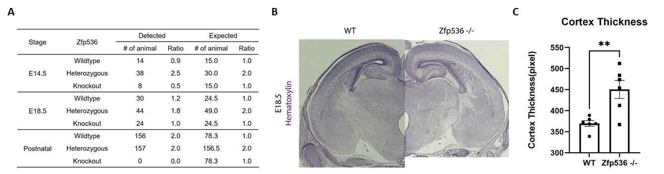 Zfp536 생쥐의 발달분석. A. perinatal lethality와 B, C. 대뇌피질 두께 증가가 확인됨.