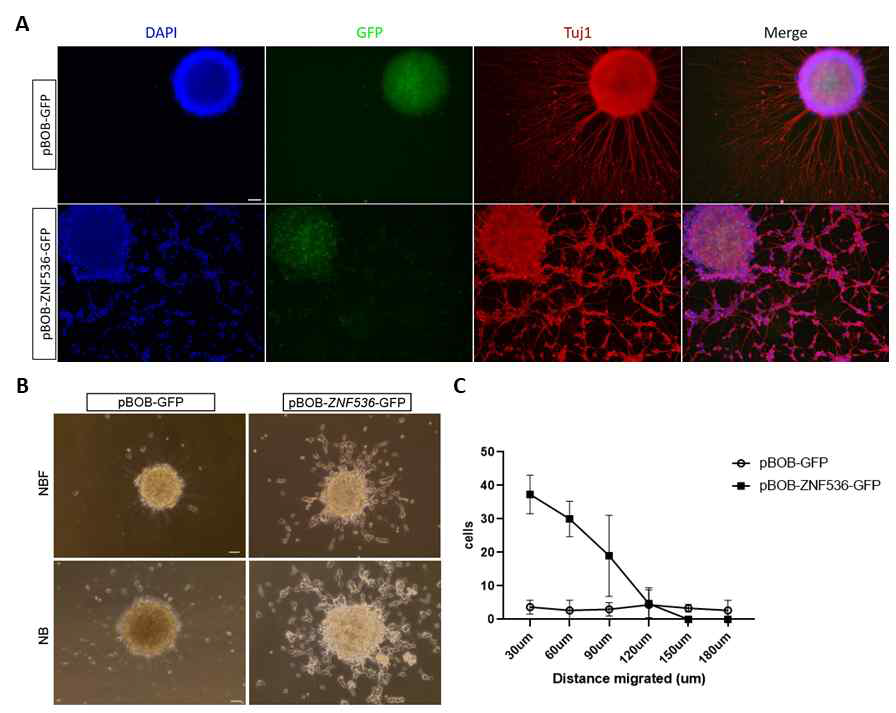 hZNF536의 신경발달 기능. ZNF536발현 세포주로부터 형성된 neurosphere를 배양하여 dendrite 유사구조의 형성(A)과 세포 이동(B, C)을 확인함.