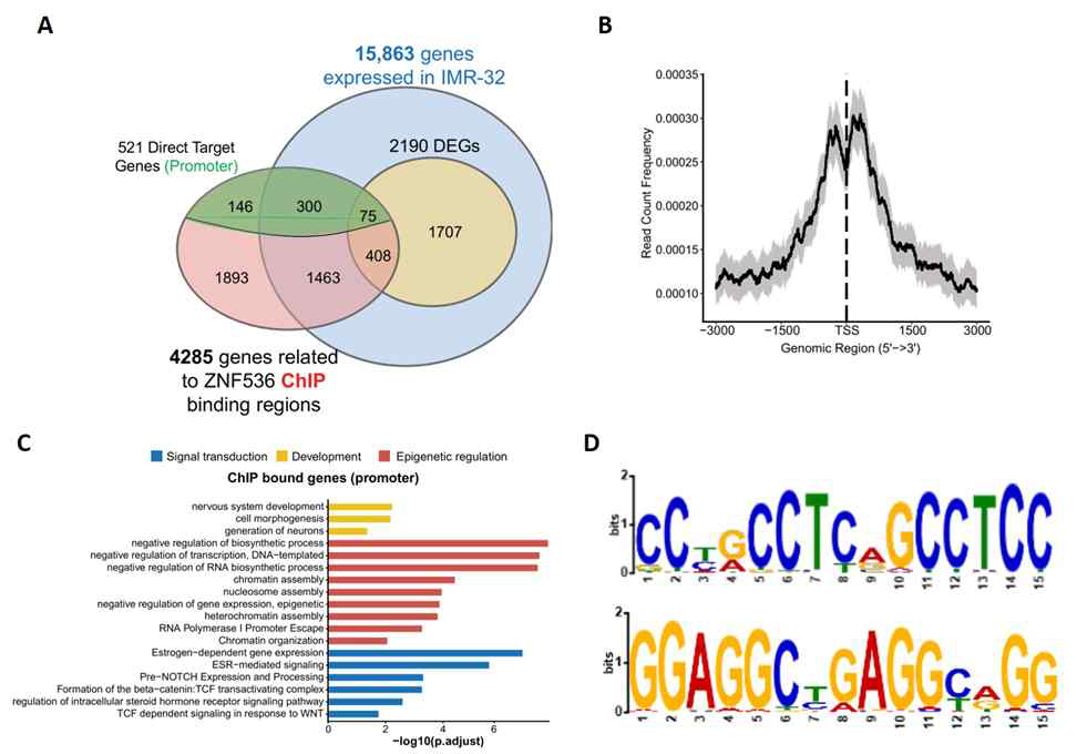 ChIPseq 분석. A. 전사체 결과와 ChIPseq 복합 분석. B. Promoter proximity volcano plot. C. GO analysis, D. DNA binding consensus sequences