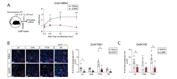 Corticosterone injection 이후 DRD4 발현의 감소. A) 청각적 공포 조건화 학습 이후 편도체 조직을 채취해 qPCR을 통해 Drd4 mRNA의 양을 측정함, B) Fluorescence in situ hybridization (FISH)를 이용하여 편도체 내 세부 핵 중 mRNA 발현량을 측정함. C) Immunohistochemistry (IHC)를 이용하여 DRD4 단백질의 양을 측정함.