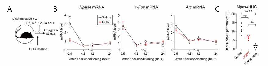 Corticosterone injection 이후 Npas4의 발현 감소. A) 청각적 공포 조건화 학습 이후 편 도체 조직을 채취하여 Npas4 mRNA의 변화량을 측정함. B) qPCR (Quantitative PCR)을 통해 3가지 초기반응유전자 (Immediate early gene, Npas4, c-Fos, Arc) 중 Npas4만이 Cort 주사 이후 mRNA 수준이 감소함을 보임. C) Immunohistochemistry (IHC)를 통해 편도체 내에서 Cort 주사에 의해 Npas4 단백질의 양이 감소함을 보임.