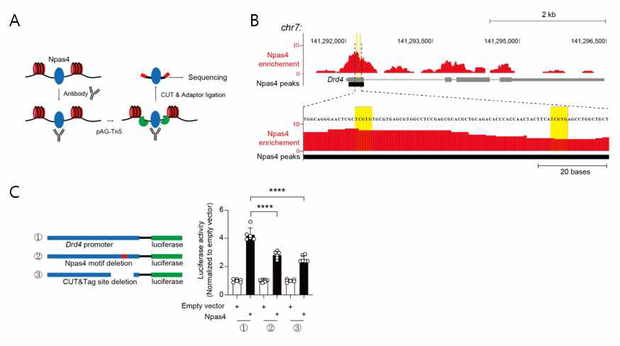 Cut & Tag을 이용해 Npas4에 의한 DRD4 발현 조절 기작을 발견. A) Cut & Tag 의 모사도. Npas4와 특이적으로 결합하는 항체를 이용하여 Npas4가 결합한 유전자 서열 을 채취한 뒤 시퀀싱을 통해 해당 유전자 서열을 확인함. B) Npas4가 DRD4의 promoter 영역에 결합할 수 있음을 보임. (C) Luciferase assay를 통해 Npas4가 DRD4 promoter 이하의 유전자 발현을 조절할 수 있음을 보임.