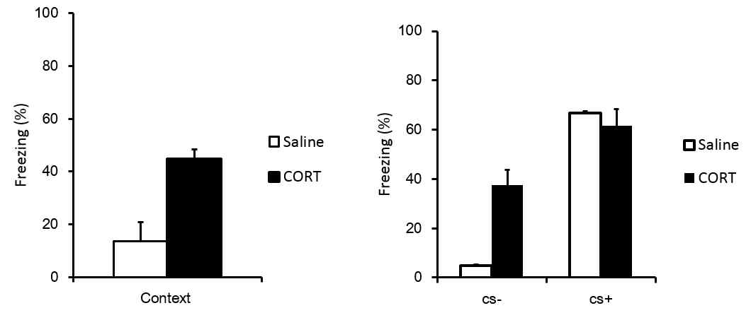 Corticosterone을 복강 주사한 마우스는 공포조건화 후 대조군과 비교하여 Context (왼쪽)와 CS (-) (오른쪽)에 공포반응이 증가하는 공포일반화 증상을 보임.