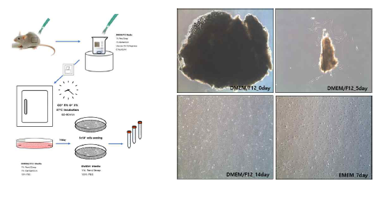 AD 동물모델 생쥐의 피부섬유아세포 배양방법
