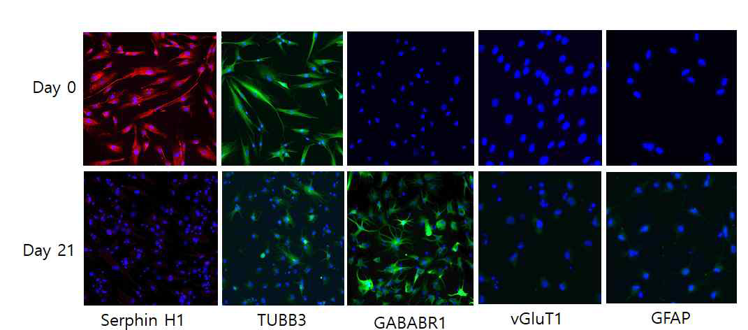 직접교차분화 신경세포의 neuron marker 단백질 발현