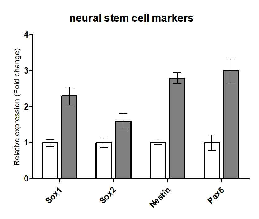 제작된 줄기세포의 neural stem marker 유전자의 발현