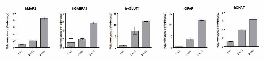 분화된 중추신경계 세포의 neuronal lineage marker 유전자의 발현