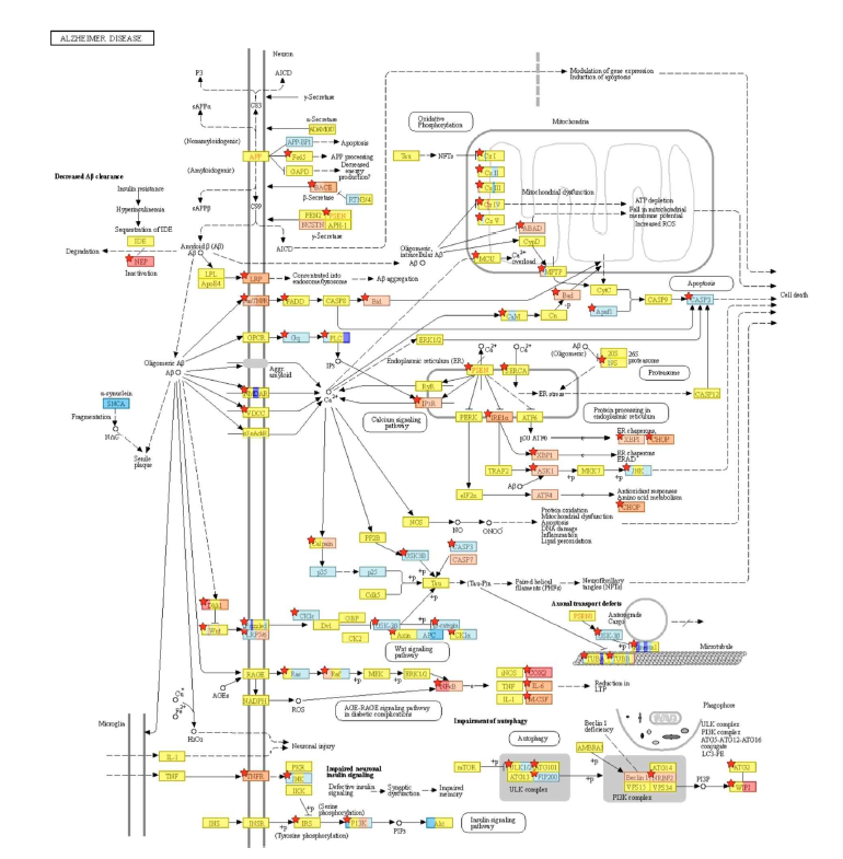 정상인, 알츠하이머병 치매환자의 피부섬유아세포로부터 분화된 신경세포의 KEGG pathway 분석을 통한 알츠하이머병 관련 유전자 발현 변화