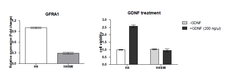 H4와 H4SW 세포주의 GFRA1 발현및 GDNF 처리후 cell viability에 미치는 영향 비교