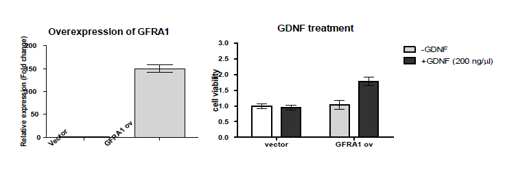 H4SW 세포주의 GFRA1 과발현에 의한 neuroprotective effect