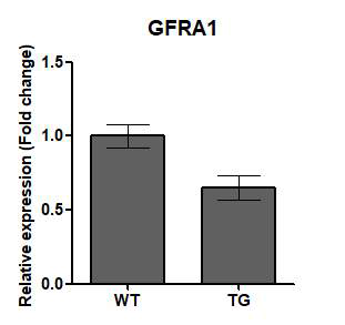 Wild type과 Borchelt mice hippocampal neuron에서 GFRA1 유전자 발현비교