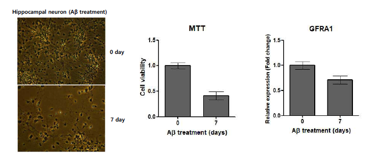 Wild type hippocampal neuron에 Aβ1-42를 7일 동안 처리한 후 cell viability와 GFRA1 유전 자 발현 변화 조사