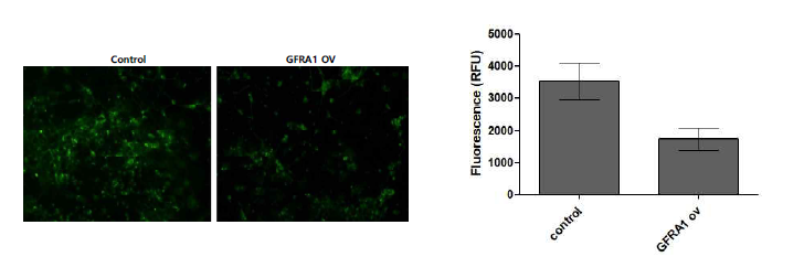 Borchelt mice hippocampal neuron의 GFRA1 과발현에 의한 neuroprotective effect