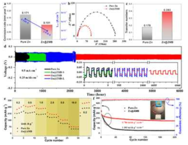 Enhancement of corrosion resistance and electrochemical performance of ZMB layer on Zn metal electrodes. (a) Corrosion rate and corrosion current density. (b) EIS tests of symmetric cells, and (c) transfer numbers of the pure Zn and Zn@ZMB electrodes. (d) Cycling stability of zinc symmetric batteries. (e) rate performance and (f) cycle performance of pure Zn and ZMB@Zn electrodes in full cells