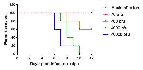 인간 DPP4 과발현 마우스에서의 메르스 코로나바이러스 치사량 측정 결과