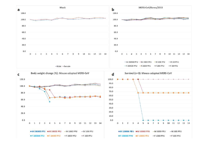 Ad5 hDpp4 형질전환 마우스 모델에서의 MERS-CoV 감염 시 체중 및 생존율 변화 확인