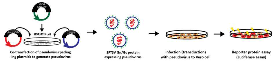 SFTS 슈도바이러스 제작 및 감염력 분석 모식도