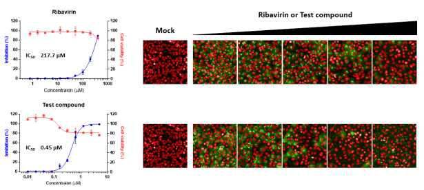Ribavirin 및 test compound 농도에 따른 세포 내 SFTS 바이러스 감염 저해 결과