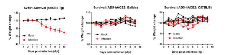 hACE2 Tg 마우스 및 Ad5-hACE2-transduced 마우스 SARS-CoV-2 감염 후 마우스의 체중변화 관찰 결과