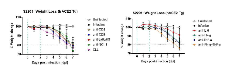 hACE2 Tg 마우스의 SARS-CoV-2 감염 후 마우스 체중 측정 결과